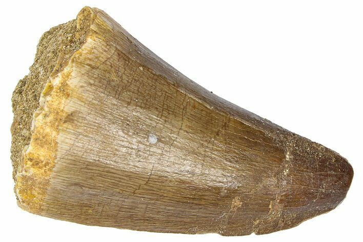 Fossil Mosasaur (Mosasaurus) Tooth - Morocco #364151